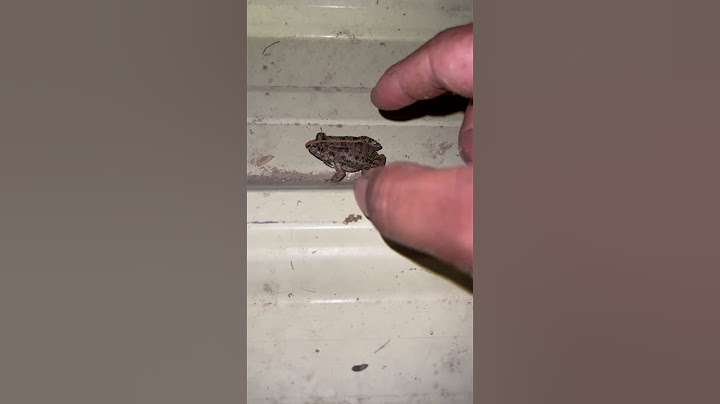 Tangkap katak yang membuat Anda tertawa | tangkap katak untuk senyum dan tawa lucu | Tawa hewan