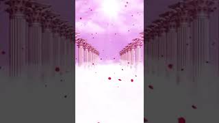 4K romantic purple petels video | purple wedding video | wedding mahal video | Calm Canvas Cinematic