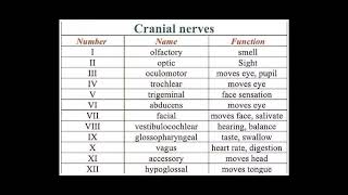 Cranial Nerves (Number/Name/Functions)