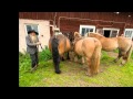 Hästmannen - Rädda Stig-Anders hästar -