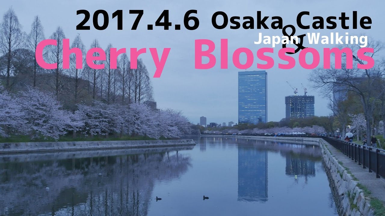 Japan Cherry blossoms! Walking around osaka castle Park