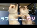 ラフとウリは姉妹【They are Sisters】(バーマン猫)Birman/Cat