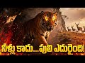 “Jinkala Trust Mistake… Tiger Face-to-Face! | నీళ్లు కాదు… పులి ఎదురైంది!🐯😱#telugu stories #ai#viral