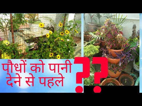 वीडियो: पौधों को पानी देने के नियम गर्मी के निवासियों की उपेक्षा करते हैं