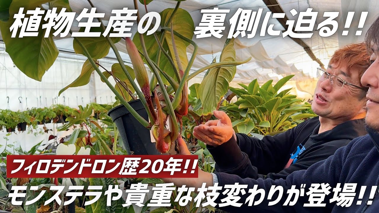 【観葉植物】フィロデンドロン生産現場に潜入したらOKAちゃん大興奮の光景が･･･!!
