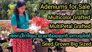 Adeniums for SALE | Multicolor Grafted | Multipetal Grafted | Big Sized Adeniums | Seeds Grown