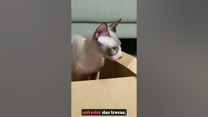 Video 4084771: gato sphynx, sphynx explore