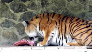 The Tiger Eats Meat And Licks.
