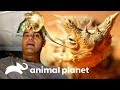 Os reptéis da Austrália | Perdido na Austrália | Animal Planet Brasil