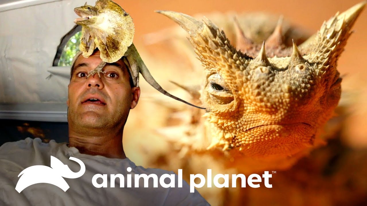 Os reptéis da Austrália | Perdido na Austrália | Animal Planet Brasil