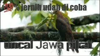 suara MP3 pikat burung uncal/manuk beureum 100% udah di coba & datang