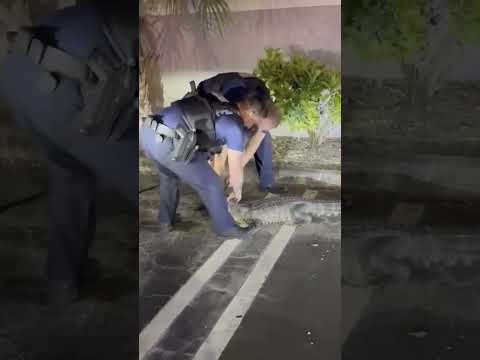 Officer wrangles with alligator in WPB Florida. Oficial logra atrapar a cocodrilo.