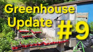 Backyard Greenhouse Update #9. 