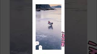 The cat is sliding on the ice. Кот скользит на льду. #shorts
