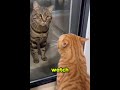 Behind the Glass He’s a Lion… Then This Happens
