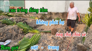 cau vừa đủ tuổi trồng hiệu quả sau này rất tốt