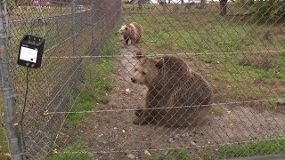 With bear hunting canceled in NJ, new policy details awaited