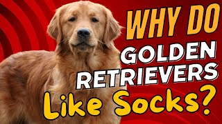 Why Do Golden Retrievers Like Socks?🧦🐶