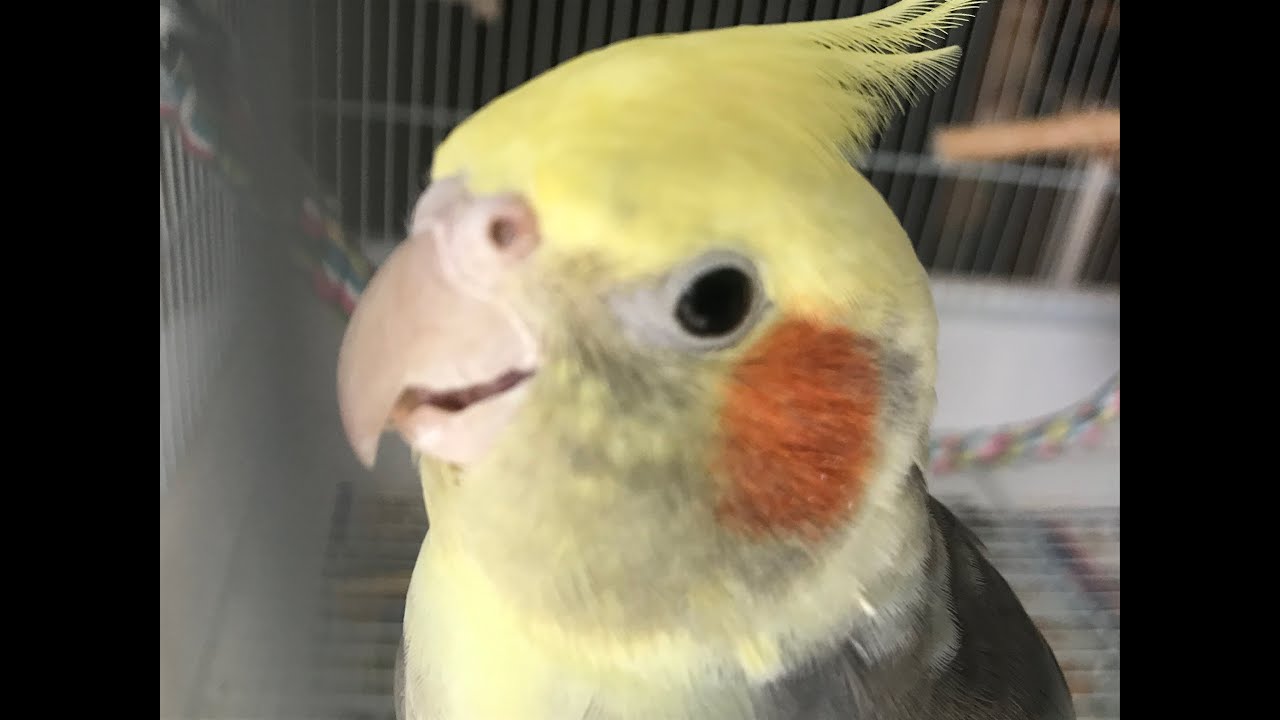 Cockatiel Beak Grinding YouTube