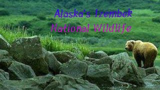 Alaska’s Izembek National Wildlife ||||