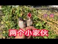 蒙面鸟哥｜跟它们挺有缘的，今年又遇到两个小家伙