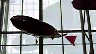 RC quadraflapper blimp 2