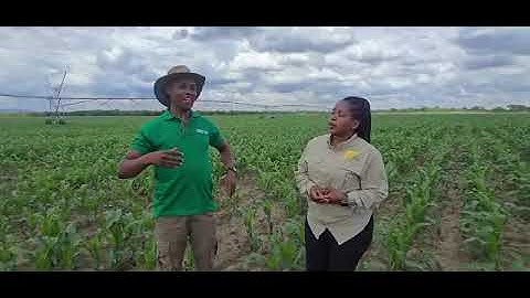 SeedCo Group Agronomy 85th Anniversary INSIGHTS #Zambia (Tip 64 of 85) SC 719
