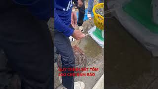 THU MUA TÔM THẺ CHÂN TRẮNG #machine #commientay #copper #seafood #mientay #tumientay #amthucmientay
