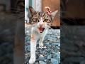 ¿Por Qué Los Gatos le Tienen Miedo al Agua?