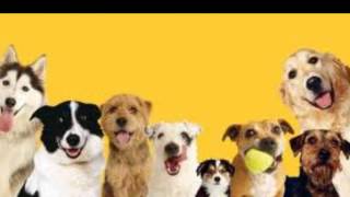 Thankyou Dogs Trust