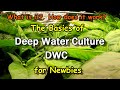 Hydroponics Using the DWC Deep Water Culture Technique: An Introduction for Newbies