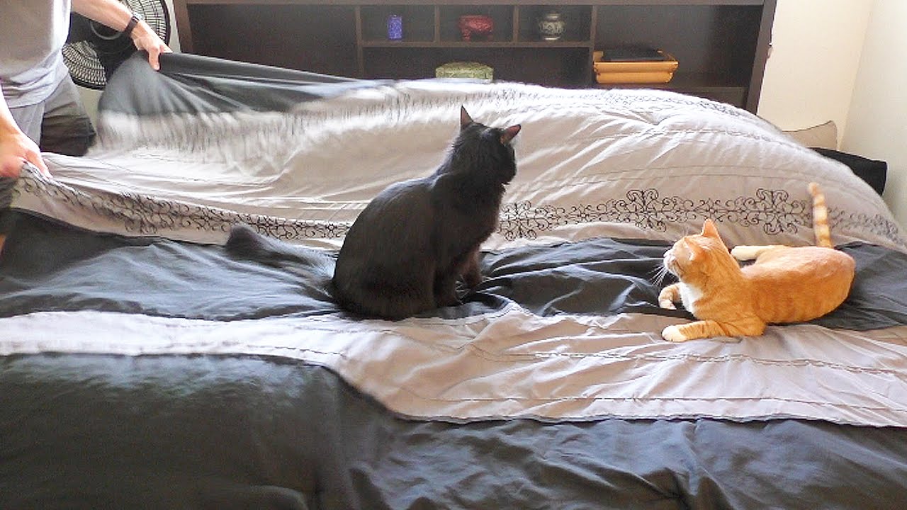 Залезла спящему в кровать. Кошачья кровать. Котик в кровати. Котик заправляет кровать. Незастеленная кровать котик.