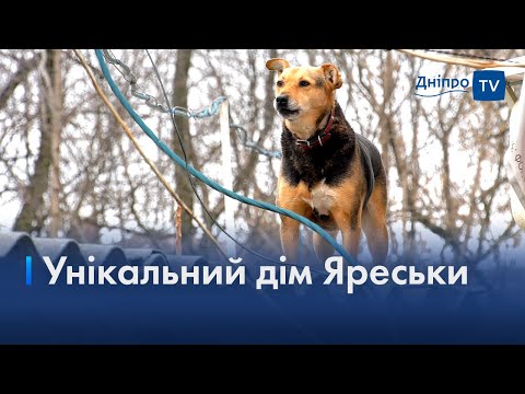 🐕 Собака Яреська, яка живе на даху гаража