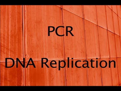 Video: Rozdíl Mezi PCR A DNA Replikací