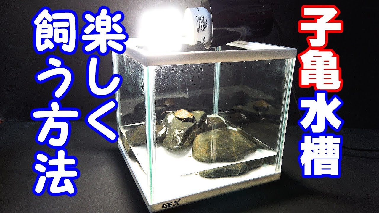 Raise The Turtles You Picked Up How To Make The Right Aquarium Tortoise Tank Youtube