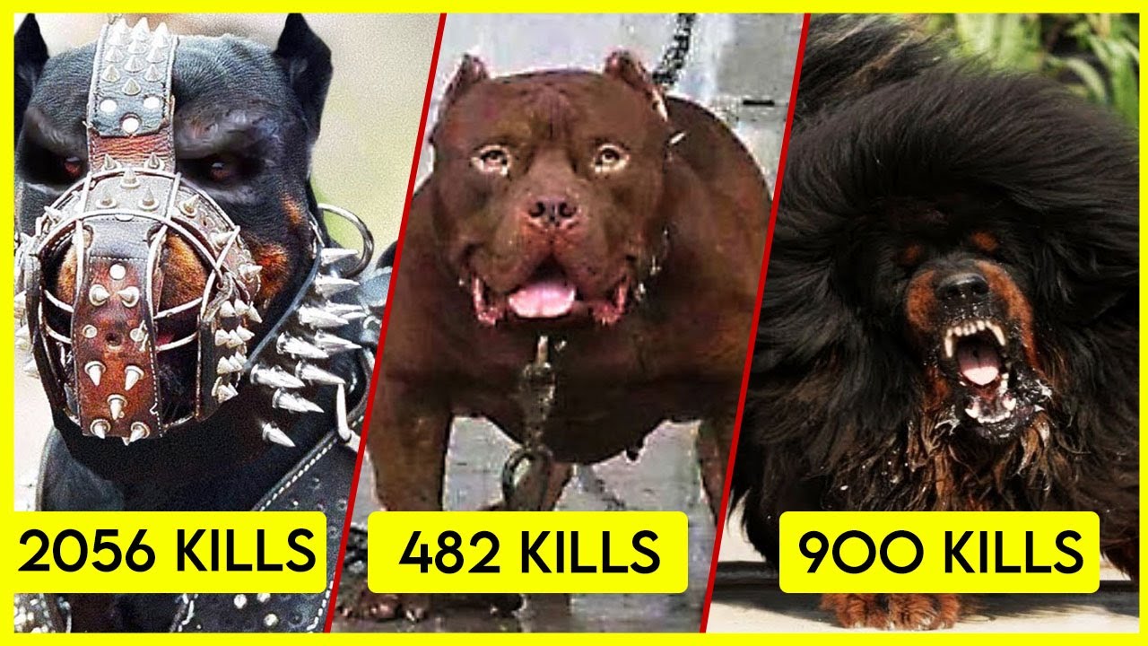 9 Most Banned Dogs Around In the World You Didn't Know Before YouTube