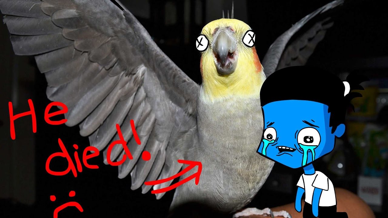 My Birds Died YouTube my-birds-died-youtube