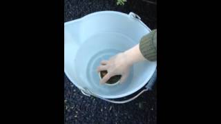 ドングリポット水やり方法