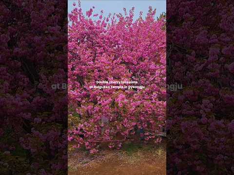 Double Cherry Blossoms at Bulguksa Temple, Korea #koreatravel #koreavlog #travelvlog #visitkorea