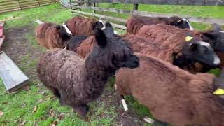 Flock moved fields for closer access to shed to sort out those in lamb by Zwartbles Ireland Suzanna Crampton 589 views 1 month ago 8 minutes, 41 seconds