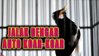 Download Lagu MEMBUAT JALAK SUREN ANDA BUNYI KOAR KOAR TANPA HENTI PUTARKAN INI SEBENTAR SAJA #jalaksurengacor MP3