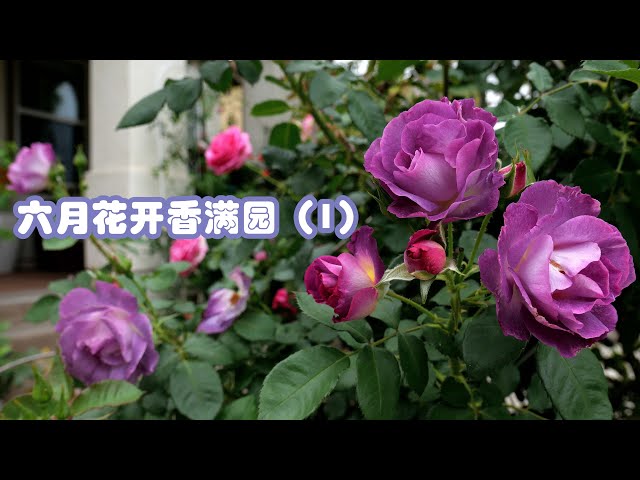 超美品の 【1ロール】 玫瑰園 ＆繾色 ＆繾色 梔子花＆ 玫瑰園 星野