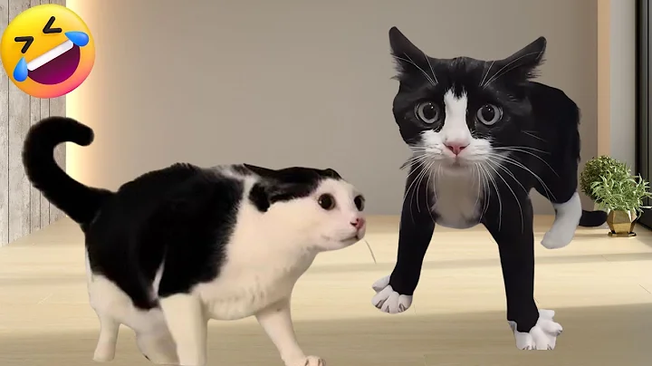Video 11777221: funnycats cutecats, funniest cats dogs