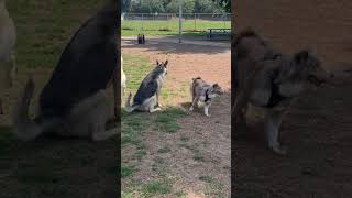 Excited dogs entering the dog park