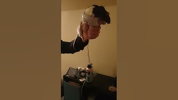 Rats play Virtual Reality