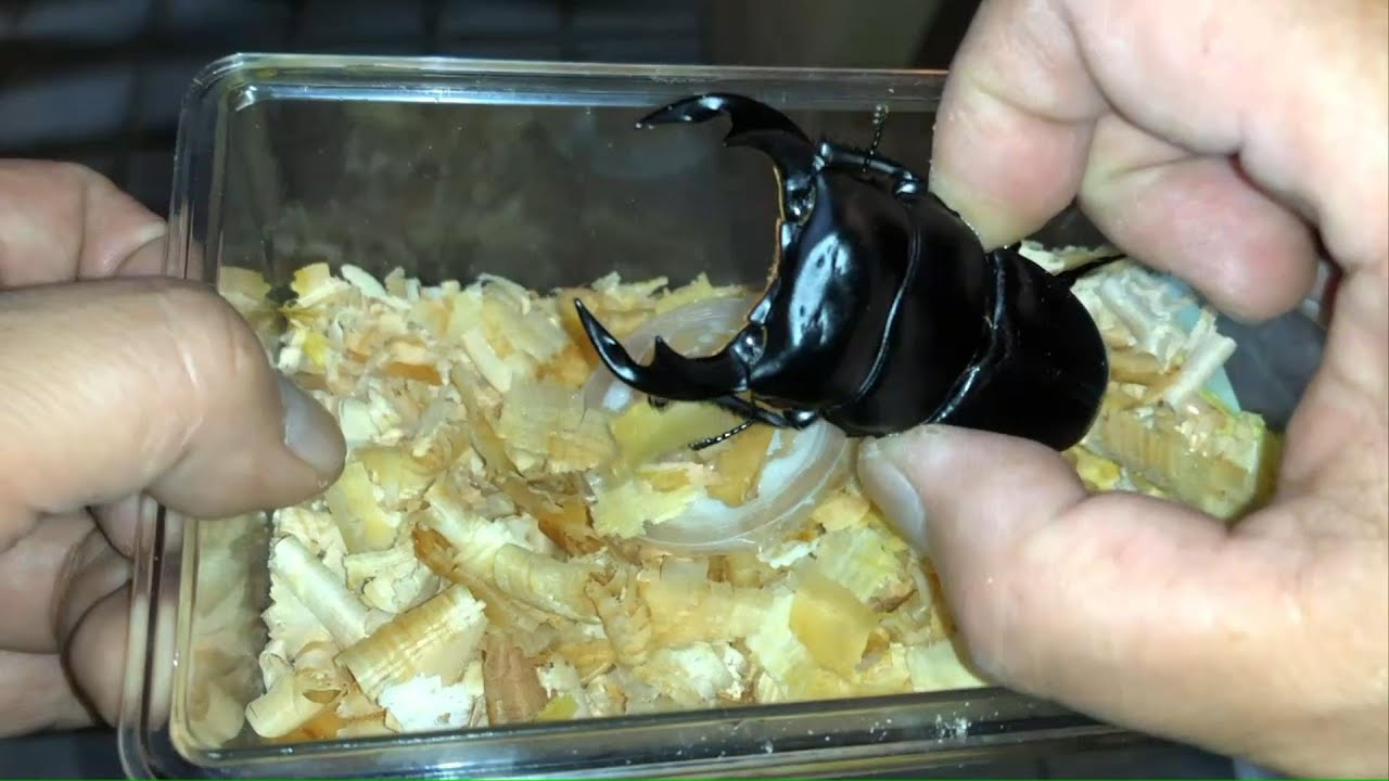 クワガタ成虫の飼いかたと、ゼリー交換を実際にお見せします