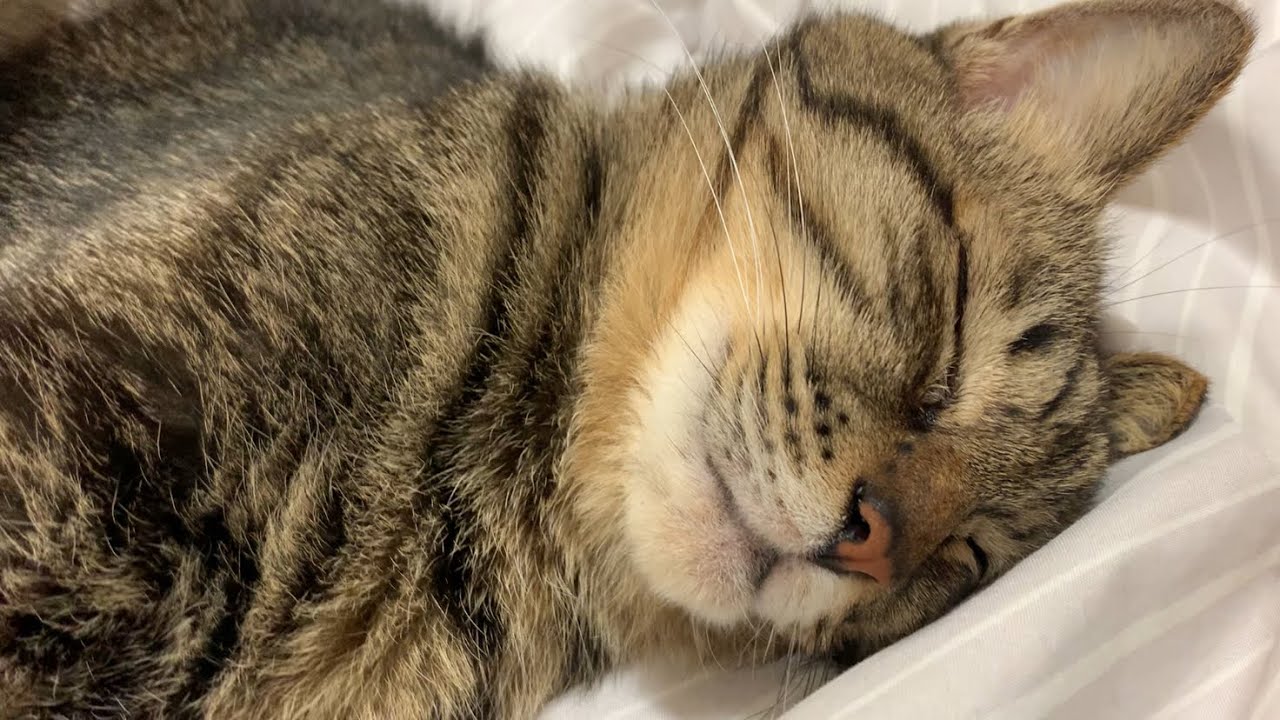 【猫】この状態でも、何かに気づく猫