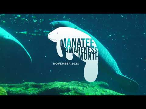 Manatee Awareness Month 2021 | SeaWorld Rescue