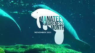 Manatee Awareness Month 2021 | SeaWorld Rescue