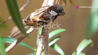 The Portuguese Sparrow: Common Bird, Uncommon Beauty